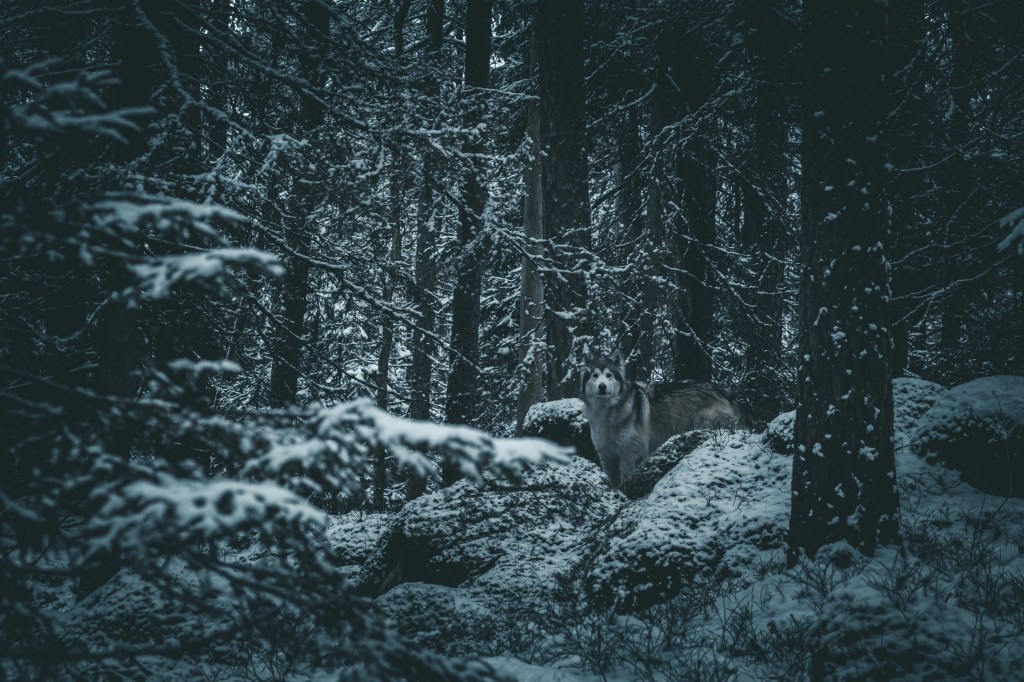 Fotograf Cecilia Nyberg Eskilstuna