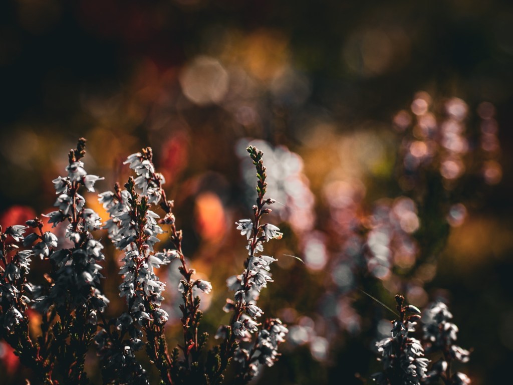 Cecilia Nyberg, fotograf i Eskilstuna