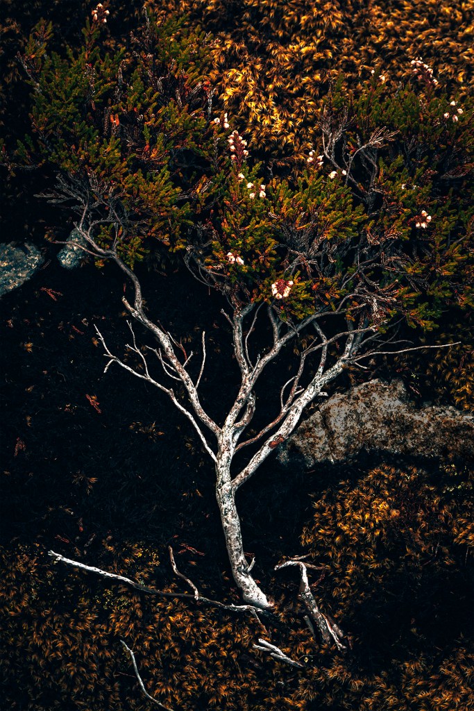 Fine art Fotograf Cecilia Nyberg Eskilstuna