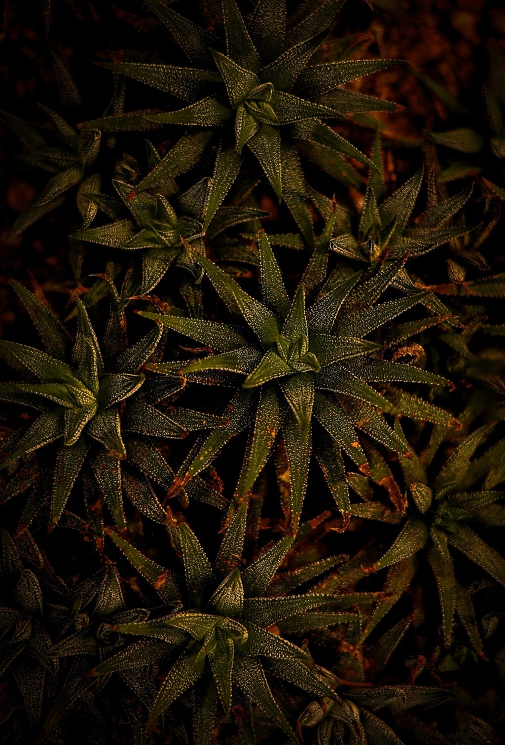 Fotografering i Uppsala